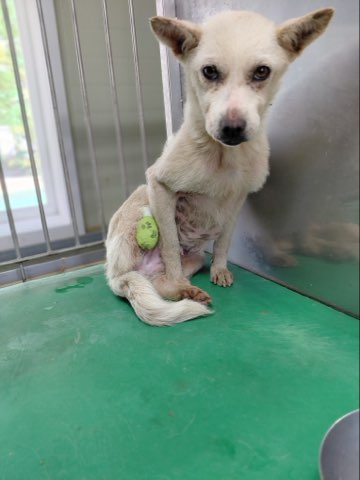 보호중 믹스견의 가…